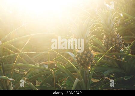 Ananas auf einer Plantage mit heller, warmer orangefarbener Hintergrundbeleuchtung, El Hierro, Kanarische Inseln, Spanien Stockfoto