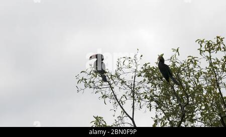 Paar gekrönten Hornvogel in einem Baum am See manyara- 4K 60p Stockfoto