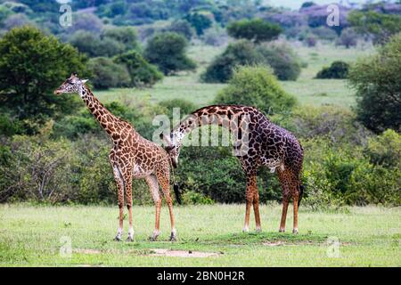 Masai Giraffen (Giraffa camelopardalis tippelskirchi), Tierpaar, Paarungsverhalten, Serengeti Nationalpark, Tansania Stockfoto
