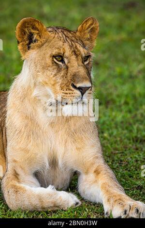 Löwin (Panthera leo), liegt aufmerksam im Gras, Serengeti Nationalpark, Tansania Stockfoto