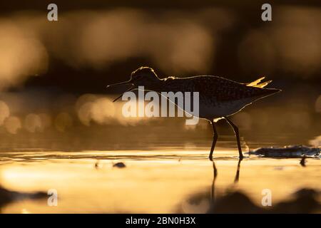 Holzsandpiper (Tringa glareola) im flachen Wasser mit Rücklicht, Calling, Rheinland-Pfalz, Deutschland Stockfoto