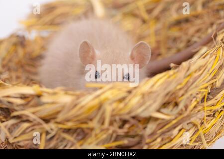 Konzept der Virenisolierung. Rattenratten Nest von Gras Stockfoto