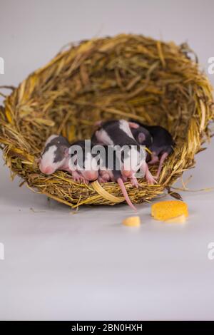 Konzept der Virenisolierung. Rattenratten Nest von Gras Stockfoto