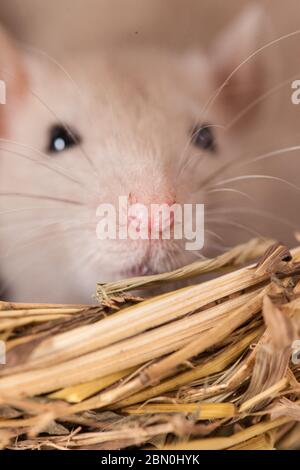 Konzept der Virenisolierung. Rattenratten Nest von Gras Stockfoto