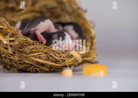 Konzept der Virenisolierung. Rattenratten Nest von Gras Stockfoto