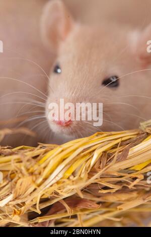 Konzept der Virenisolierung. Rattenratten Nest von Gras Stockfoto