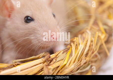 Konzept der Virenisolierung. Rattenratten Nest von Gras Stockfoto