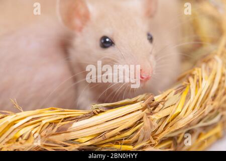 Konzept der Virenisolierung. Rattenratten Nest von Gras Stockfoto