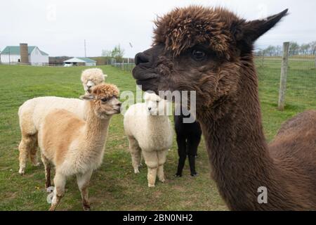 Freundliche Alpakas auf einer Alpaka-Farm im Südwesten von Pennsylvania, USA Stockfoto