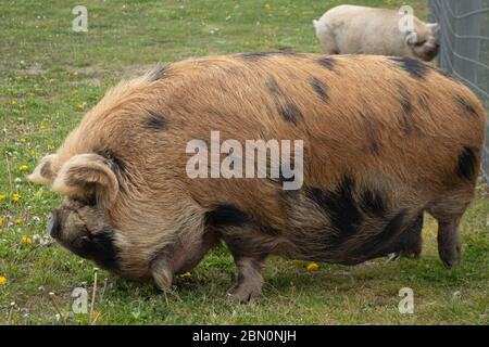 Die Kunekune ist eine kleine Rasse von Hausschweinen aus Neuseeland. Stockfoto