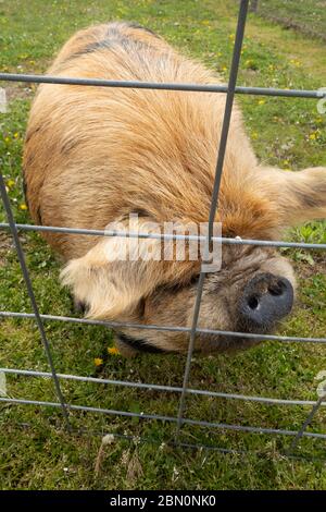 Die Kunekune ist eine kleine Rasse von Hausschweinen aus Neuseeland. Stockfoto