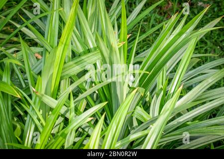 Pandan Baum (Pandanus amaryllifolius) im Garten mit Sonnenlicht. Stockfoto