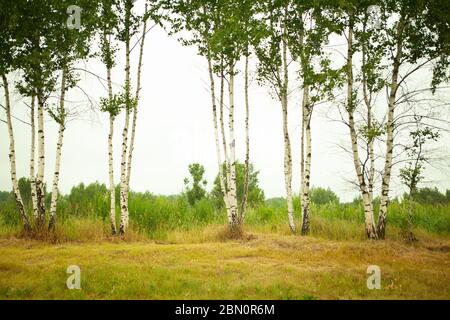 Ersten Frühling Grünen im Birkenhain Stockfoto