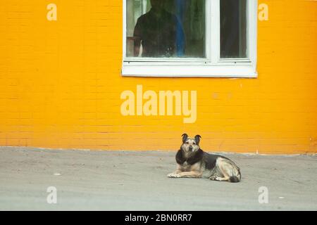 Obdachlose Bettelhund mit vor der gelben Wand Stockfoto