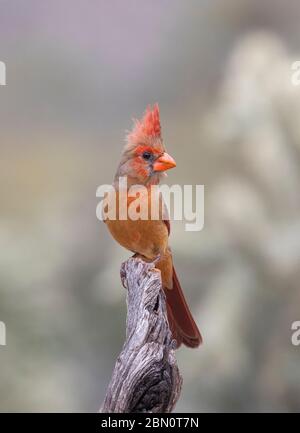 Northern cardinal, Tortolita Mountains, Marana, in der Nähe von Tucson, Arizona. Stockfoto