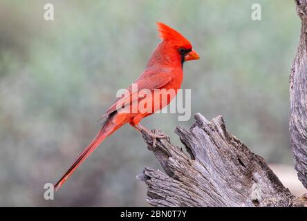 Northern cardinal, Tortolita Mountains, Marana, in der Nähe von Tucson, Arizona. Stockfoto