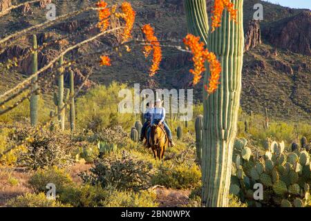 Reiten, White Stallion Ranch, Tucson, Arizona. Stockfoto