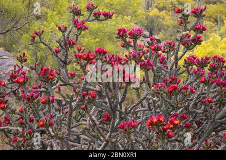 Cholla Kaktus blühend, Tortolita Berge, Marana, in der Nähe von Tucson, Arizona. Stockfoto