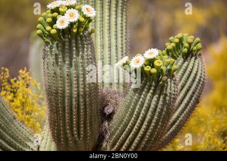Nesting Cactus Wren, Tortolita Mountains, Marana, in der Nähe von Tucson, Arizona. Stockfoto