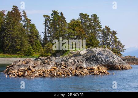 Seelöwen, Sunset Island, Tongass National Forest, Alaska. Stockfoto