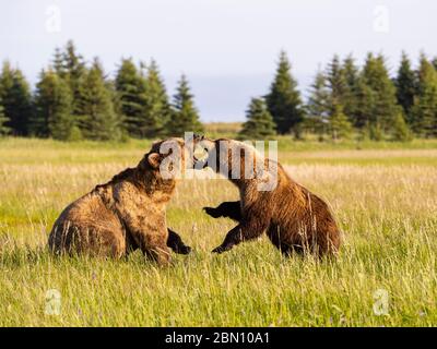 Braun / Grizzly Bear Lake-Clark-Nationalpark, Alaska. Stockfoto