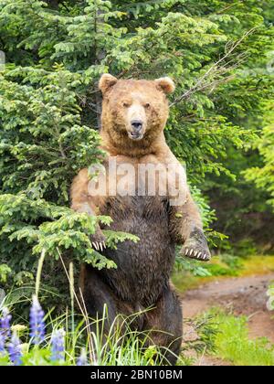 Braun / Grizzly Bear Lake-Clark-Nationalpark, Alaska. Stockfoto