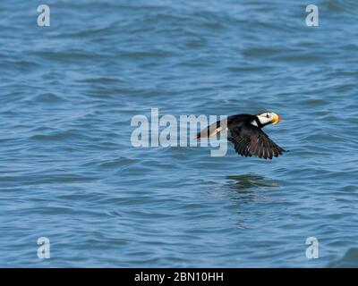 Gehörnte Papageientaucher im Flug, Lake-Clark-Nationalpark, Alaska. Stockfoto