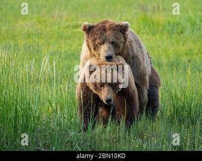 Braun / Grizzly Bear Lake-Clark-Nationalpark, Alaska. Stockfoto