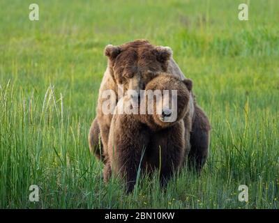 Braun / Grizzly Bear Lake-Clark-Nationalpark, Alaska. Stockfoto