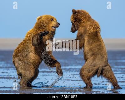 Braun / Grizzly Bear Lake-Clark-Nationalpark, Alaska. Stockfoto