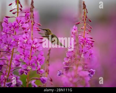 Rous Hummingbird, Fireweed Field, Tracy Arm, Tongass National Forest, Alaska. Stockfoto