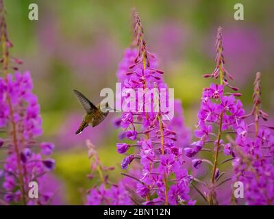 Rous Hummingbird, Fireweed Field, Tracy Arm, Tongass National Forest, Alaska. Stockfoto