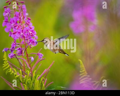 Rous Hummingbird, Fireweed Field, Tracy Arm, Tongass National Forest, Alaska. Stockfoto