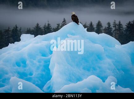 Weißkopfseeadler auf dem Eisberg. Tracy Arm, Tongass National Forest, Alaska. Stockfoto