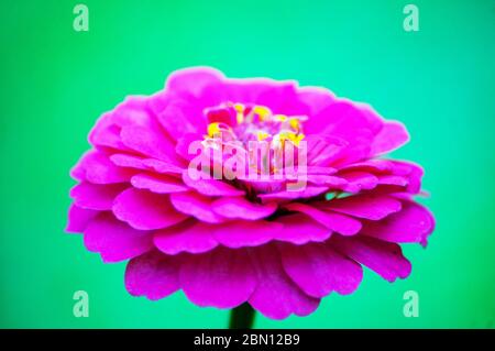 Zinnia elegans, bekannt als Jugend-und-Alter, gemeine Zinnia oder elegante Zinnia Stockfoto