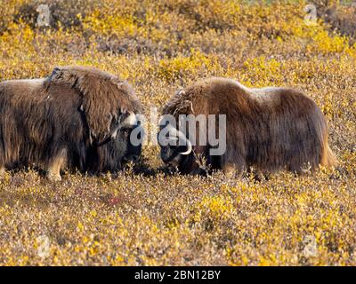 Moschusochsen, Herbst, Brooks Range, Arktis Alaska. Stockfoto