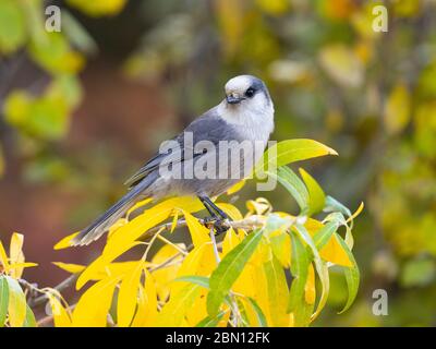 Grey Jay, Brooks Range, Arctic Alaska. Stockfoto