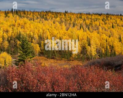 Herbst, Brooks Range, Arctic Alaska. Stockfoto