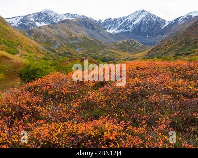 Herbstfarben nahe Hope, Alaska. Stockfoto
