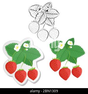 Erdbeerpflanze und Beeren Set. Sammlung von Farbe, Kontur und Aufkleber Erdbeeren. Vektor Erdbeeren auf weißem Hintergrund isoliert gesetzt. Obst A Stock Vektor