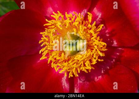 Nahaufnahme einer Pfingstrosenblüte mit roten Blütenblättern und gelben Filamenten in der Draufsicht - paeonia Stockfoto