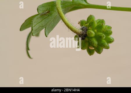 Samenkopf einer balkananemone (Anemone blanda) isoliert auf hellem Hintergrund mit Kopierraum Stockfoto