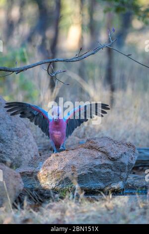 Rosa (Rosenbrast) Kakadus, Flügel erweitert, neben einem Wasserloch im Westen Queenslands bereit, seinen Durst zu stillen. Stockfoto