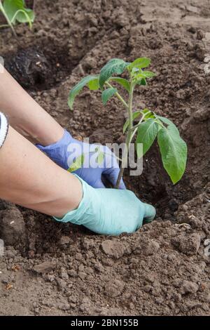 Hände von Gärtnerinnen in Handschuhen Pflanzung Tomatensaatenkeimling in den Boden des Gartens. Anbau von Gemüse. Stockfoto