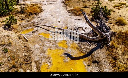 Dead Tree Stump in der Bakterienmatte im Abflusskanal des Grand Geyser im Upper Geyser Basin im Yellowstone Nationalpark Stockfoto