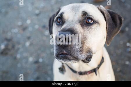 Bullmastiff x Staffordshire Bull Terrier Rettungshund, Melbourne, Australien Stockfoto