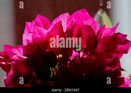 Eine wunderschöne lila Bougainvillea, die neben einem Fenster an einem sonnigen Ort blüht Stockfoto