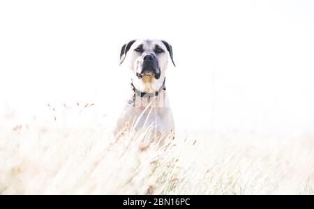 Bullmastiff x Staffordshire Bull Terrier Rettungshund, Melbourne, Australien Stockfoto