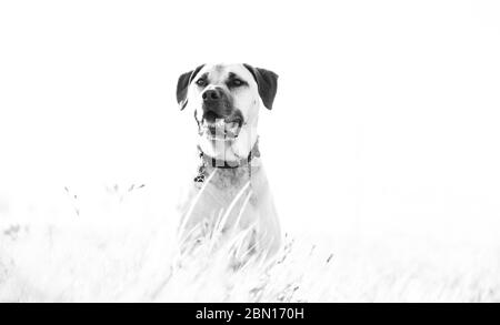 Bullmastiff x Staffordshire Bull Terrier Rettungshund, Melbourne, Australien Stockfoto