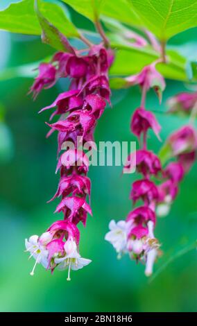 Leycesteria formosa Strauch (Fasan Berry, Himalayan Geißblatt, blühende Muskatnuss, Oma's Locken) im Herbst in West Sussex, England, UK. Stockfoto